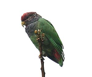 Speckle-faced Parrot