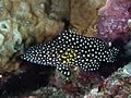Speckledfin grouper (Epinephelus ongus) (46727118371)