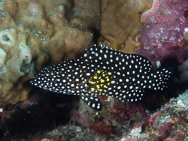 Speckledfin grouper (Epinephelus ongus) (46727118371)