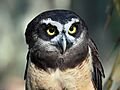 Spectacled Owl RWD1