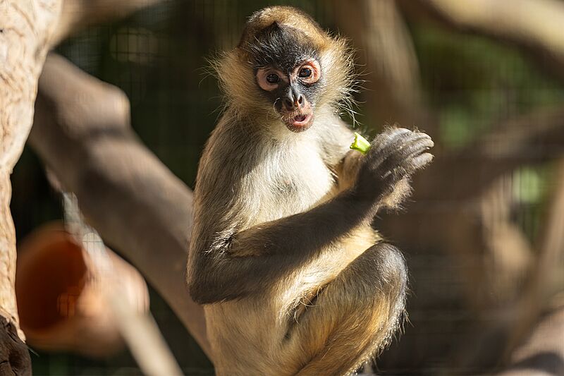 Spider monkey on tree