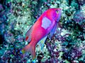 Squarespot anthias (Pseudanthias pleurotaenia) (29887548488)