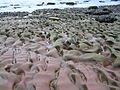 St bees head fleswick bay wave cut platform