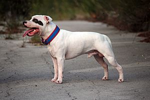 Staffordshire-bull-terrier-white-2748733.jpg