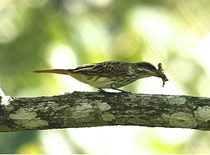 Streaked Flycatcher 3