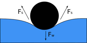 Surface Tension Facts For Kids