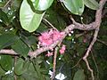 Syzygium moorei flowers and leaves
