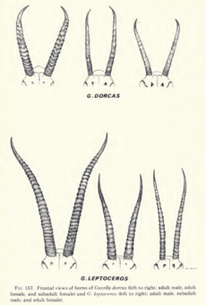 The contemporary land mammals of Egypt (including Sinai) (1980) Fig. 157