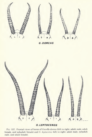 Rhim gazelle Facts for Kids