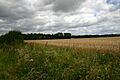 Trundley Wood - geograph.org.uk - 508270