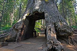 Tunnel tree in Tuolumne Grove