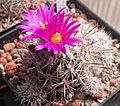 Turbinicarpus horripilus var. wrobelianus