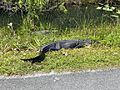Two American Alligators next to the bike path at Shark Valley