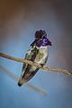 Unidentified hummingbird by Pete Gregoire (9363245042)