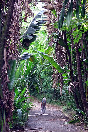 University of Puerto Rico Botanical Gardens 02
