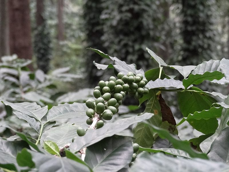 Unripe Araku Coffee