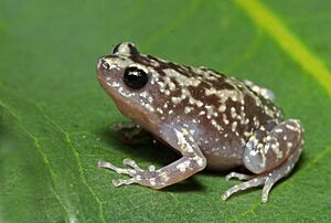 Uperodon variegatus-Ramanella variegata.jpg