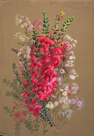 Verticordia grandis, et al (Rowan)