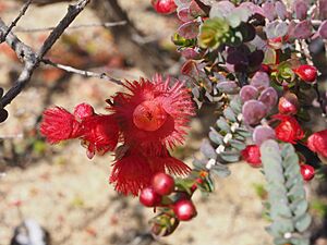 Verticortdia etheliana var. etheliana (flower detail)