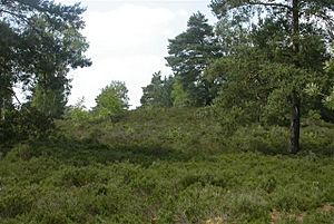 Witley Common - geograph.org.uk - 187683
