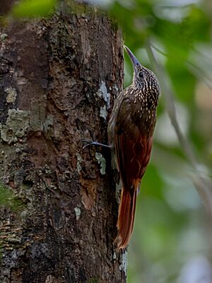 Xiphorhynchus pardalotus Chestnut-rumped Woodcreeper; Presidente Figueiredo, Amazonas, Brazil.jpg