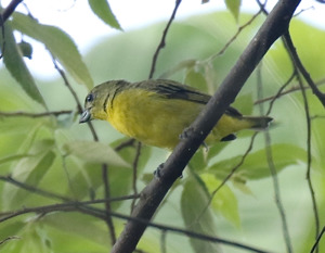 Yellow-crowned Euphonia