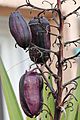 Yucca aloifolia fruits-Clapiers-5162~2016 01 03