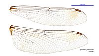 Zyxomma petiolatum female wings (35063368775)