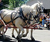ACD Horses in Parade (cropped).jpg
