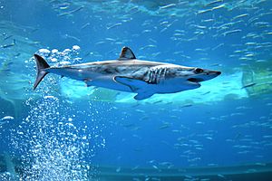 A shortfin mako shark swimming in an aquarium.(1)