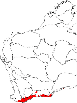 Adenanthos cuneatus map