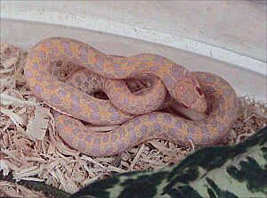 Albino Checkered Garter Snake