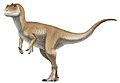 Allosaurus Juvenile Reconstruction