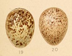 AmmomanesPhoenicuraEggs