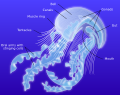 Anatomy of a jellyfish-en