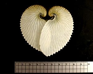 Argonauta argo Shells