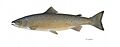 Atlantic salmon