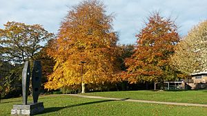 Autumnal trees, University of Southampton (geograph 5599126)
