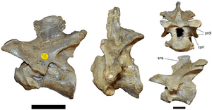 Baryonyx neck vertebrae