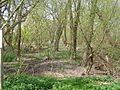 Baston Fen Nature Reserve - geograph.org.uk - 404244