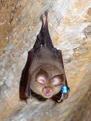 Bat(20070605)