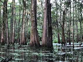 Black Bayou Lake National Wildlife Refuge.jpg