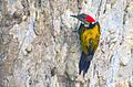 Black Rumped Woodpecker, Salt Lake Canal Side, Kolkata 4