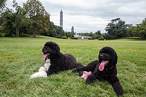 Bo and Sunny the Obama family dogs on the South Lawn of the White House 2013-08-19