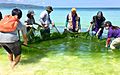 Boracay algal bloom cleanup