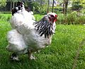Brahma hen an a lush green meadow