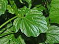 Brassicaceae - Barbarea vulgaris