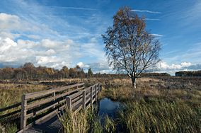 Bridge, trees and bogland at Flanders Moss