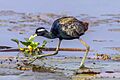 Bronze-winged jacana (Metopidius indicus)