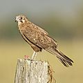Brown falcon.jpg